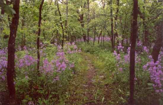 Clinton Lake Hiking Trails Clinton Lake North Shore Trails Kansas Trails Councilkansas Trails Council